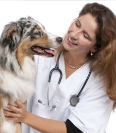 Study veterinary in Europe